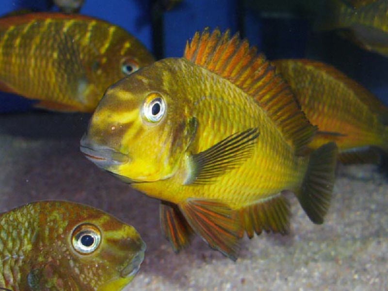 Tropheus sp. 'red' Cape Kachese (Golden Kazumba)